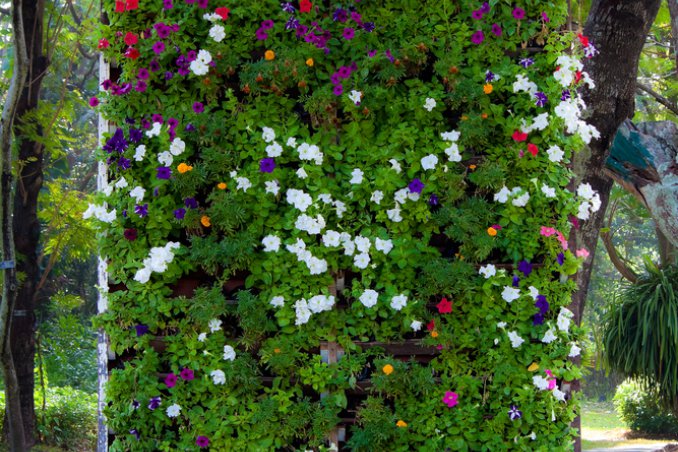 verticale-giardino-piante