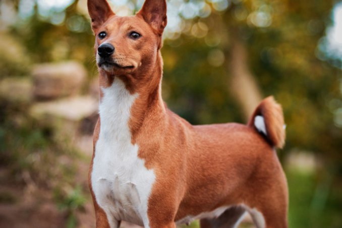 Basenji Levrieri segugi