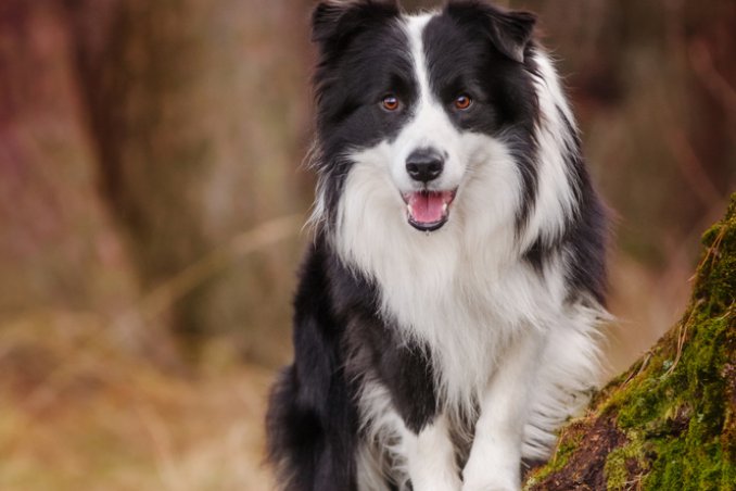 Border Collie cani pastore