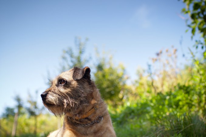 Border Terrie, cane, descrizione
