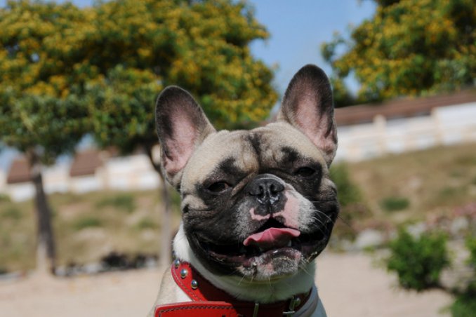 Bouledogue francese cani affezione