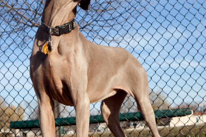 Bracco di Weimar, cane, descrizione