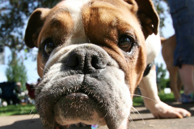 Bulldog cani affezione