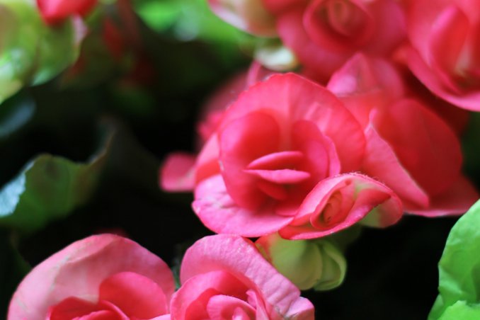 begonia-piante-foglie