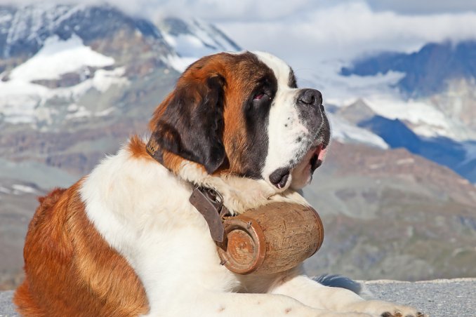 Cane, San Bernardo, descrizione