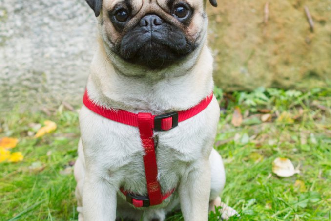 carlino, cane descrizione