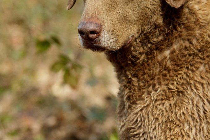 Chesapeake Bay Retriver cani caccia