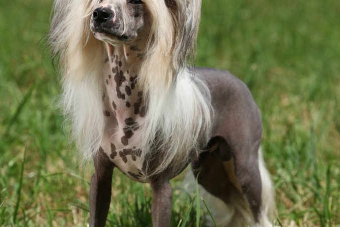 Chinese Crested Dog, cane, razza, descrizione