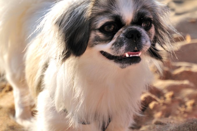 Chin, cane, descrizione