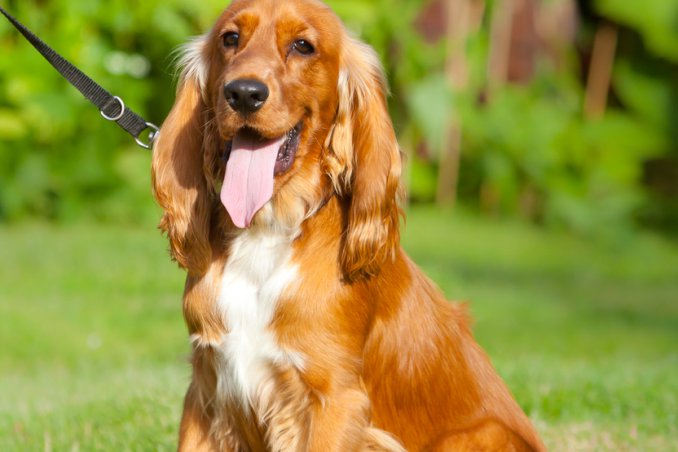 Cocker Spaniel inglese cani caccia