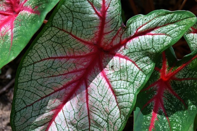 Caladio-piante-coltivazione