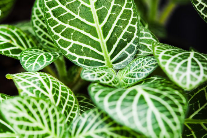 come coltivare calathea, come coltivare la calathea