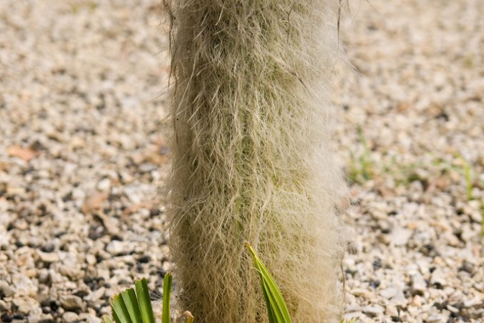 cactus- piante grasse