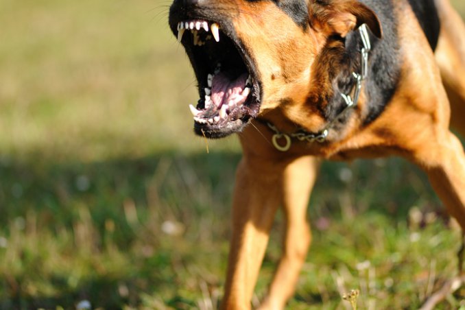 cane, cucciolo, barboncino, segugio, cane da caccia, cane da guardia, museruola, guinzaglio sogno
