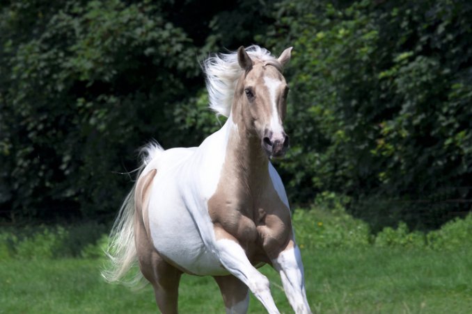 cavallo, puledro, poni, destriero sogno