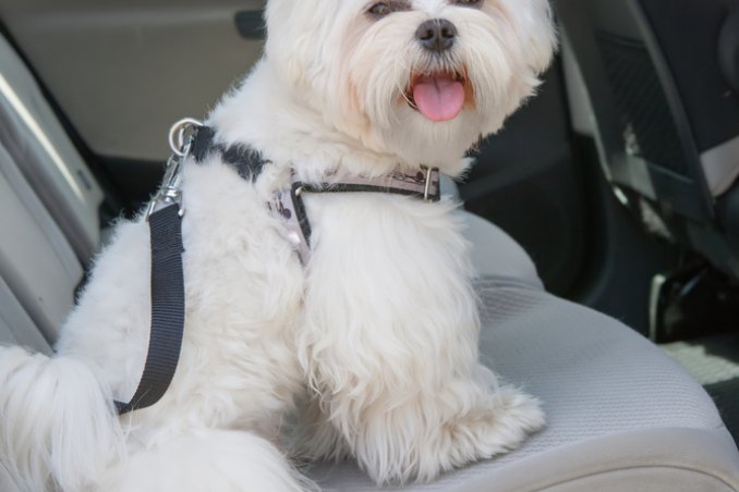 cane cintura di sicurezza auto pericolo danni legislazione