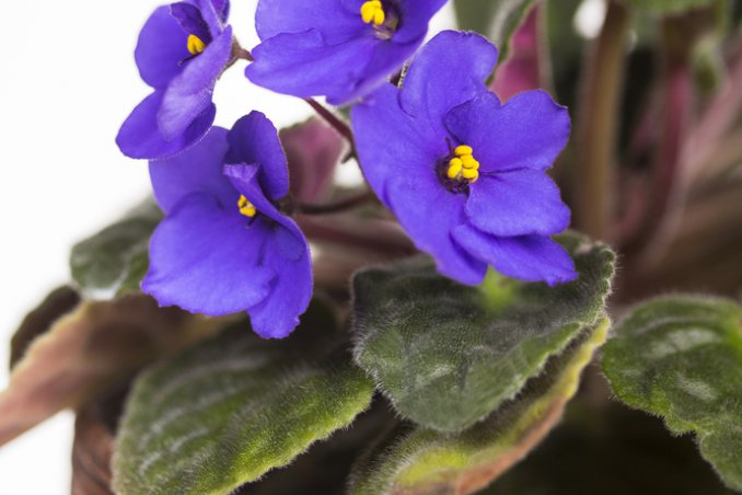 Columnea-fiori-pianta