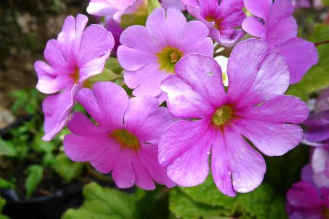 come curare primula obconica 