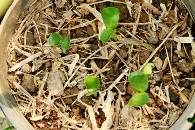 letargo-piante-risveglio