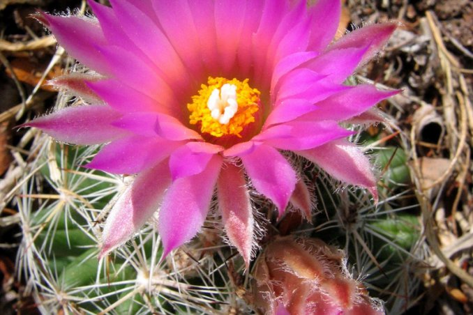 Coryphantha-pianta-appartamento