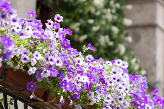 piante-balcone-fiori