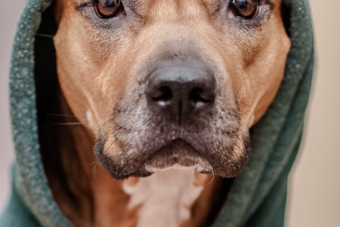 cani animali freddo difesa comportamenti suggerimenti consigli