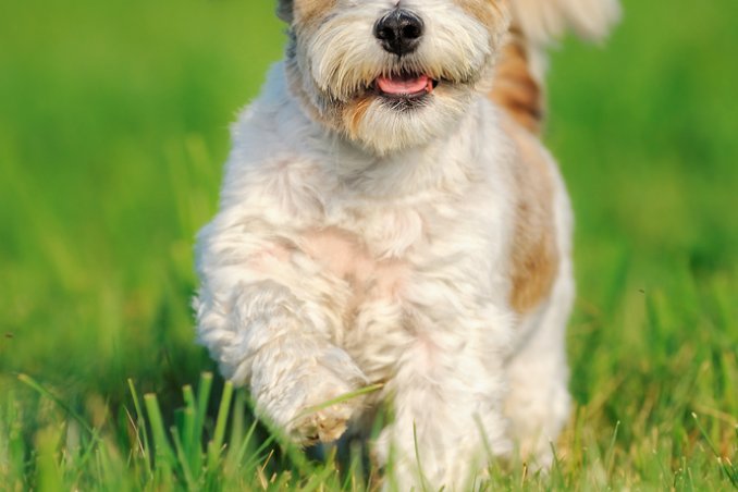 come educare un cane