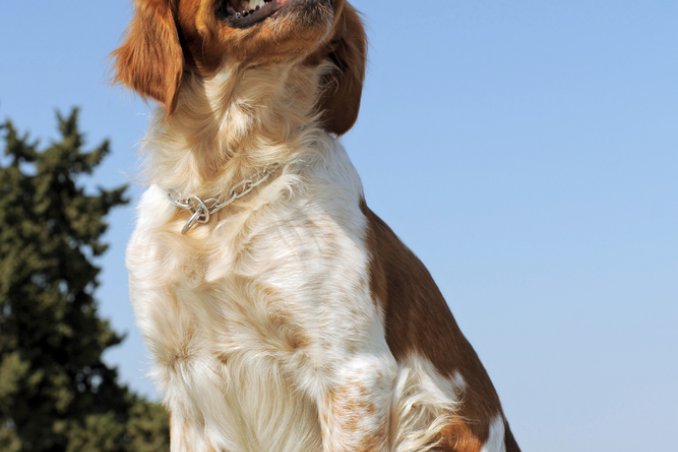Èpagneul Breton cani caccia
