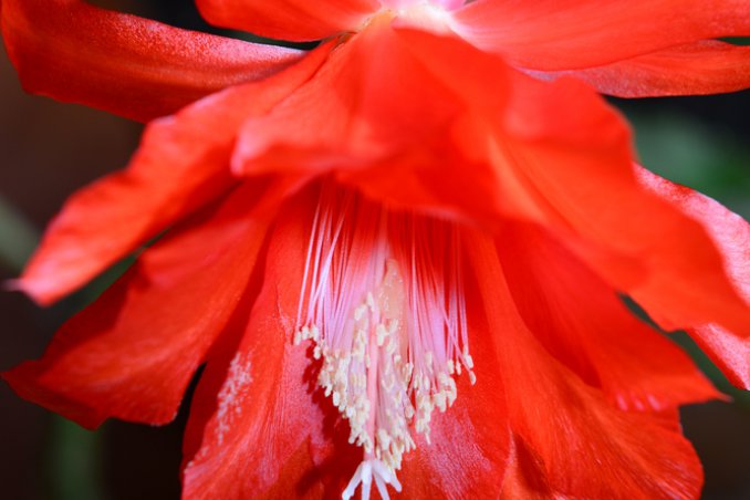 Epiphyllum-pianta grassa