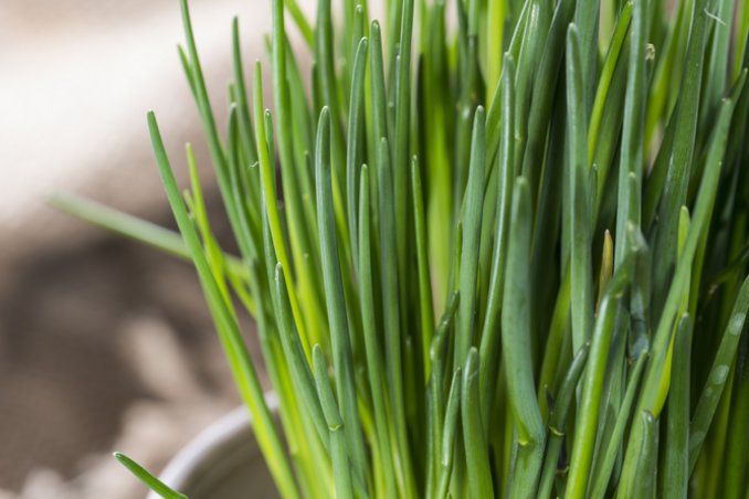 erba cipollina-coltivazione-pianta