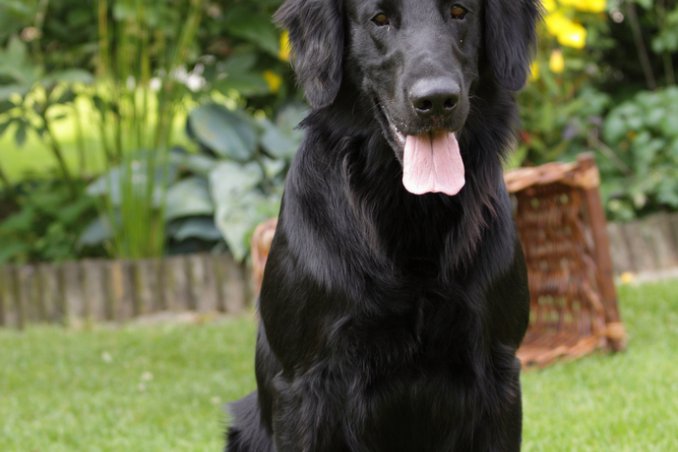 Flat-coated Retriever caccia