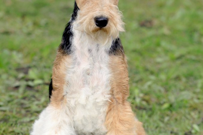 Fox Terrier a pelo duro, cane, descrizione