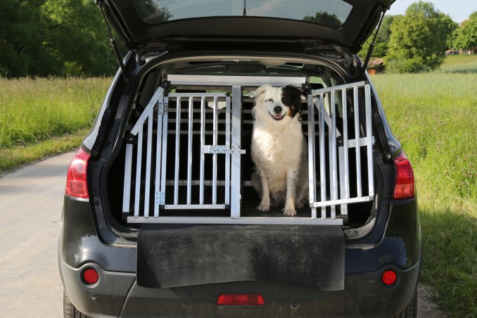 cane auto viaggio sicurezza rete divisoria legislazione 