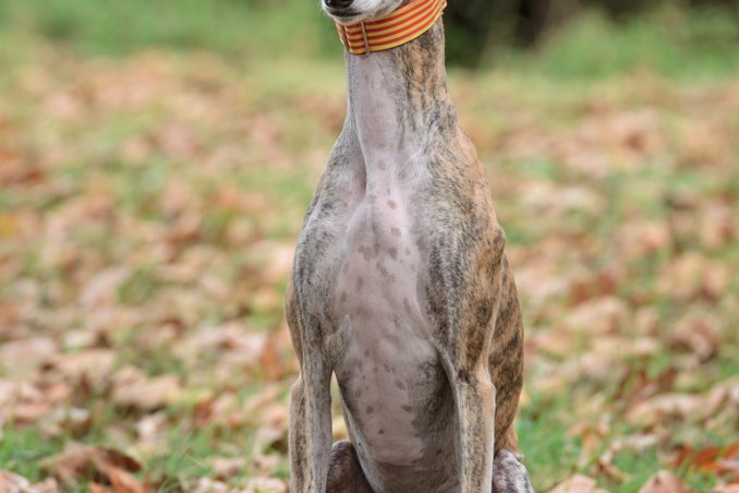 Greyhound levriero segugio