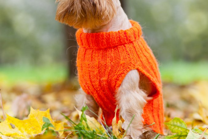 Griffone di Bruxelles, cane, descrizione