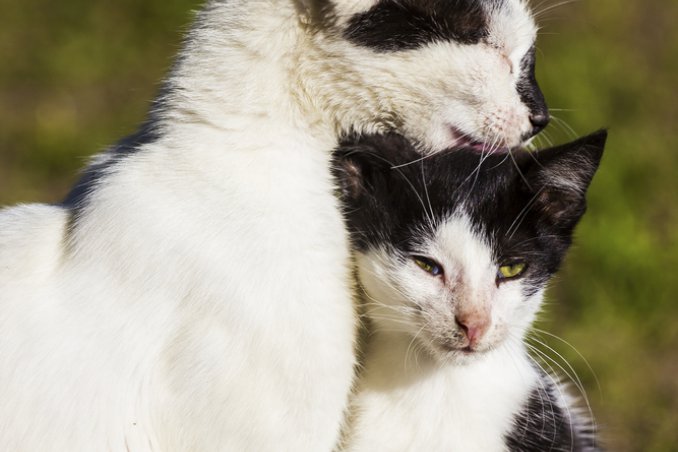 gatto toelettatura grooming benessere cura pulizia