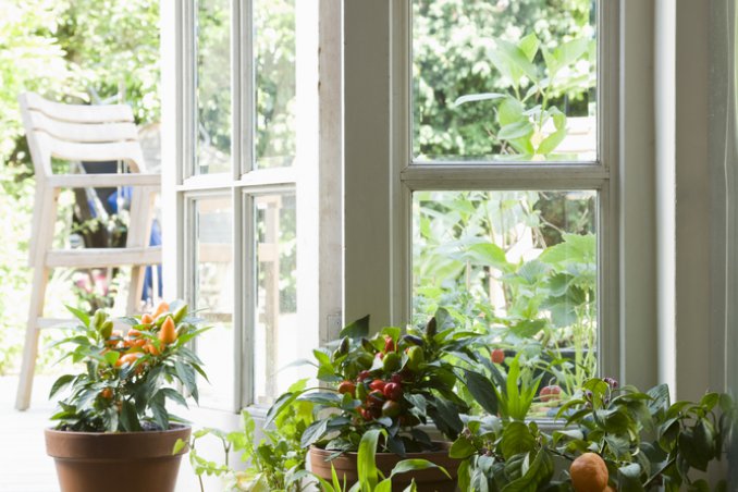 mignon-giardino-piante