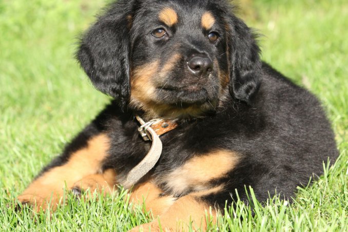 Hovawart cane lavoro