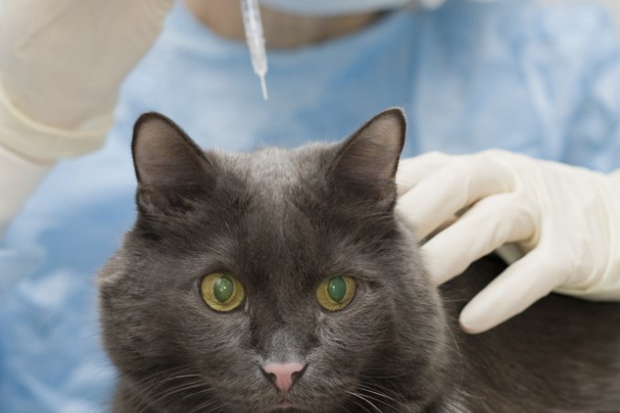 cane gatto animali vaccinazioni vacanza malattie  