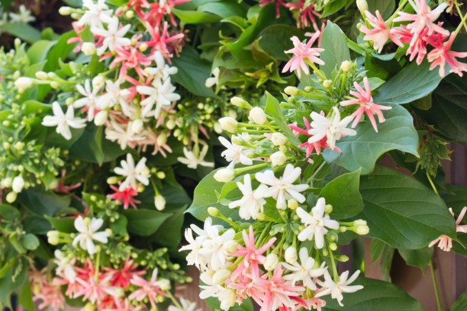 terrazza-caprifoglio-pianta