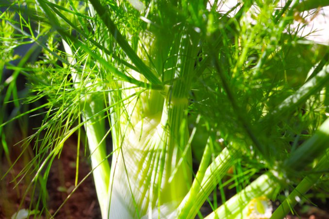 finocchio-pianta-coltivazione