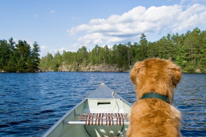 cane barca mare ordine igiene sicurezza vacanza corso vela