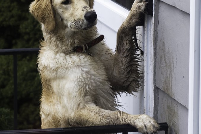 Insegna il bon ton al tuo cane