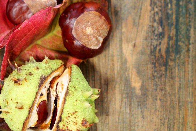ippocastano castagne mediterraneo albero infusi