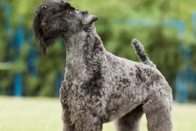 Kerry Blue Terrier cane descrizione