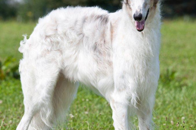 Levriero afghano cane descrizione