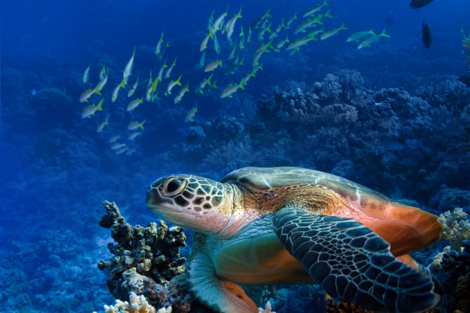 eco-turista rispetto ambiente ecologia no rifiuti no spreco no inquinamento mare