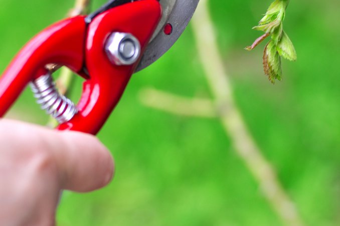 potatura-pianta-curare