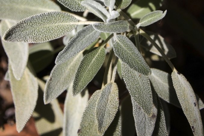 salvia donna virtù salute benessere