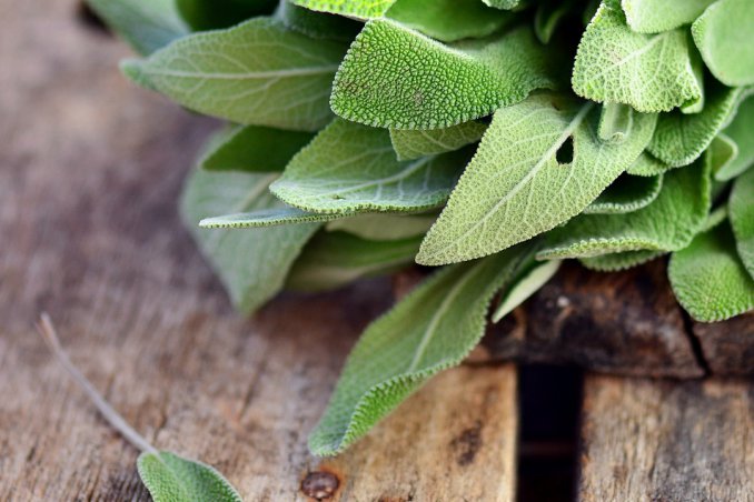 salvia donna virtù salute benessere